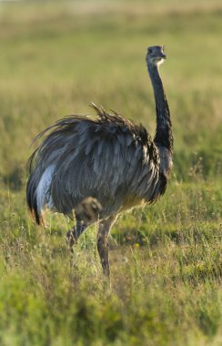 Büyük Rhea, Rhea americana, La Pampa, Arjantin