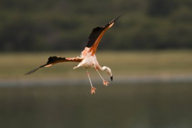 Şili Flamingosu, Phoenicopterus chilensis, La Pampa, Arjantin