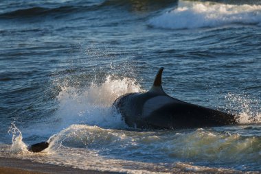 Güney Sağ Balina (Eubalaena Australis)