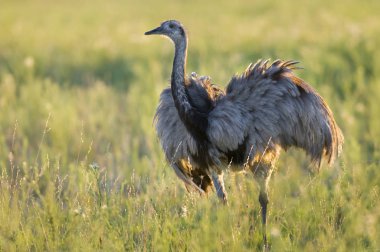 Büyük Rhea, Rhea americana, La Pampa, Arjantin