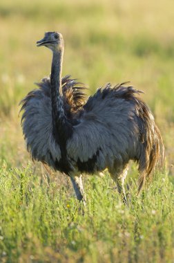 Büyük Rhea, Rhea americana, La Pampa, Arjantin