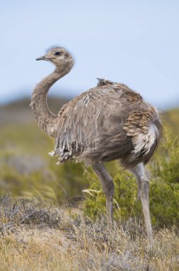 Daha az Rhea Pterocnemia pennata 