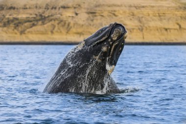 Balina, Patagonia, Arjantin