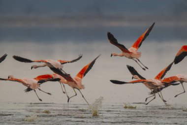 Şili Flamingosu, Phoenicopterus chilensis, La Pampa, Arjantin