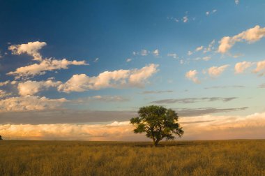 Pampa ile doğal peyzaj, La Pampa, Argentina