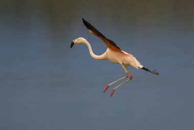 Şili Flamingosu, Phoenicopterus chilensis, La Pampa, Arjantin