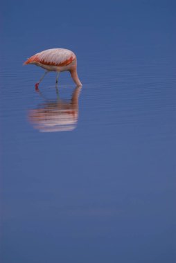 Şili Flamingosu, Phoenicopterus chilensis, La Pampa, Arjantin