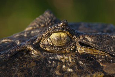 Siyah Caiman Melanosuchus Nijer