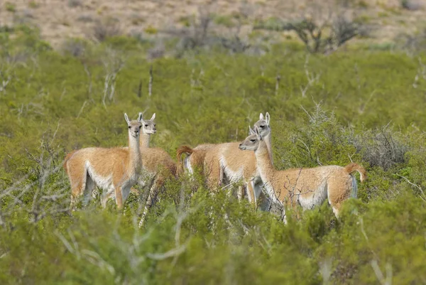 patagonian wild lama breeding