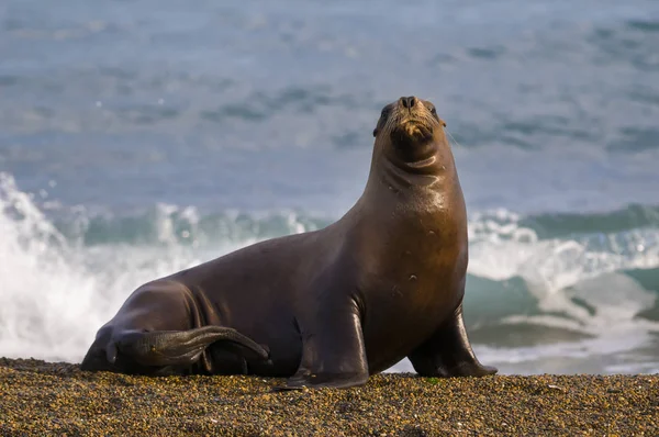 Південна Атлантична Тюленя Слона — стокове фото