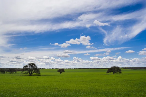 Pampas Paisagem Pampa Argentina — Fotografia de Stock