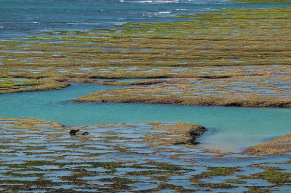 Halvön Valdes Landskap Patagonia — Stockfoto