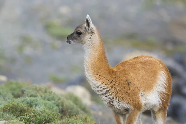 South American Lama Wildlife — Stock Photo, Image