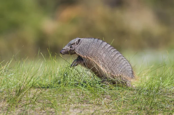 Peloso Chaetophractus Villosus Penisola Valdez Chubut Patagonia Argentina — Foto Stock