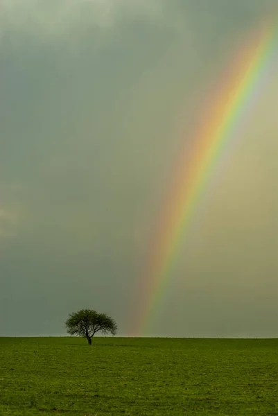 green tree with rainbow in sky