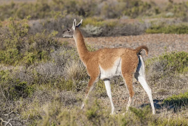 Südamerikanisches Lama Freier Wildbahn — Stockfoto