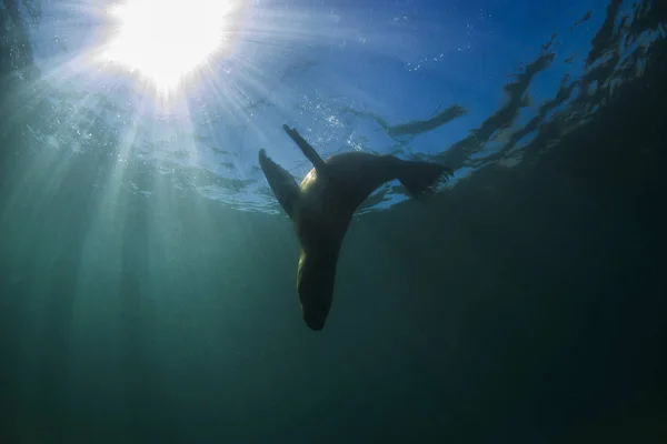 South American Sea Lion — Stock Photo, Image