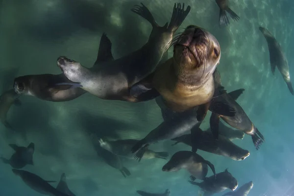 Leões Marinhos América Sul — Fotografia de Stock