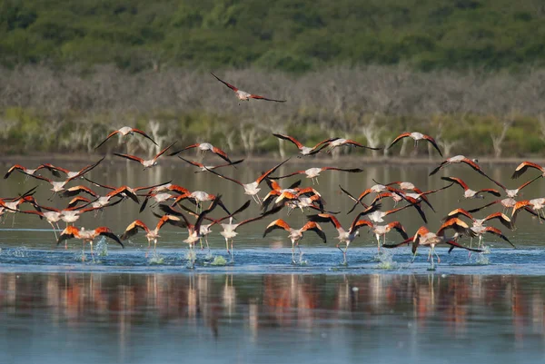 Chilean Flamingo Phoenicopterus Chilensis Pampa Argentina — Stock Photo, Image