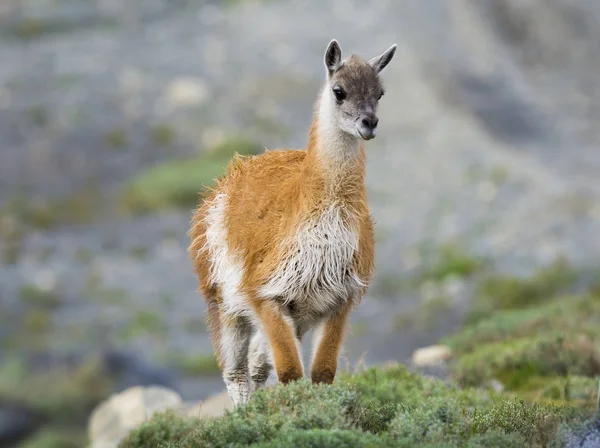 Patagonische Wild Lama Fokken — Stockfoto