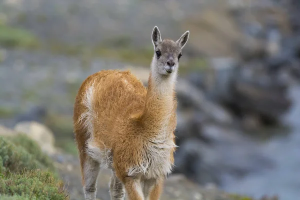 Patagonie Lama Sauvage Élevage — Photo