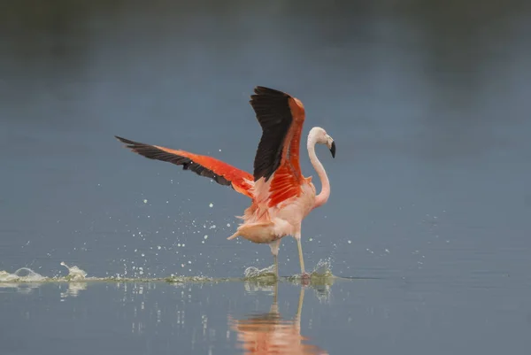 Flamingo Chileno Phoenicopterus Chilensis Pampa Argentina — Fotografia de Stock