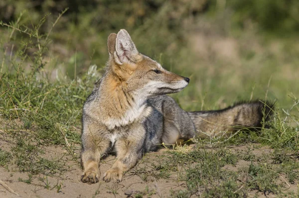 Pampas Volpe Grigia Pampa Argentina — Foto Stock