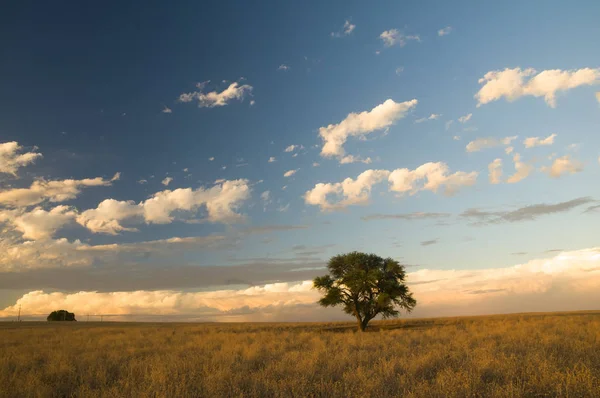 Krajobraz Pampas Zachmurzonym Niebem Pampa Argentyna — Zdjęcie stockowe