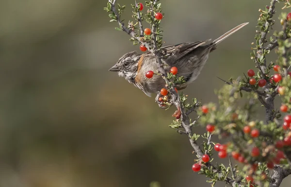 Sparrow Zonotrichia Capensis Pampa Argentina — Fotografia de Stock