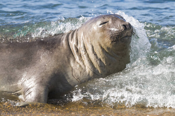 Elephant seal, Patagonia Argentina