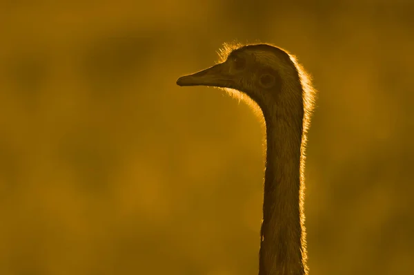 Greater Rhea Rhea Americana Pampa Argentina — Stock Photo, Image