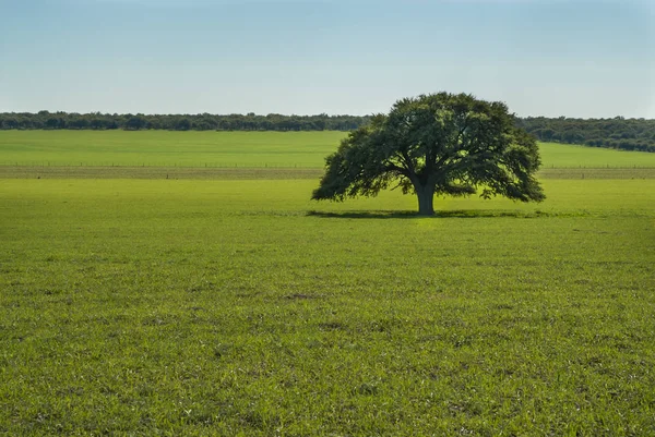 Gramado Verde Com Árvore Céu Azul — Fotografia de Stock