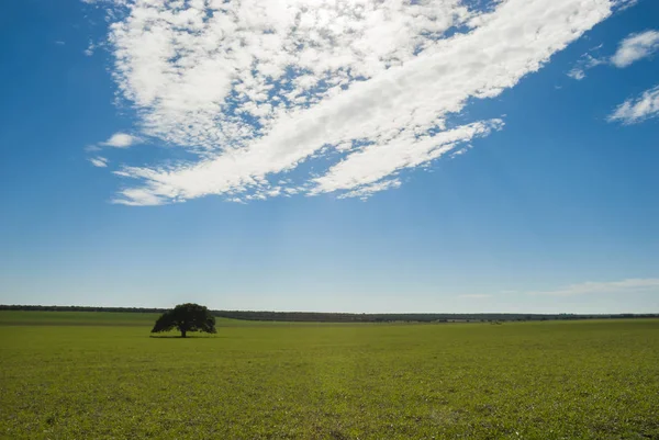 Gramado Verde Com Árvore Céu Azul — Fotografia de Stock