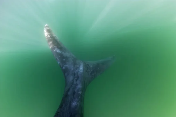 Southern Right Whale Eubalaena Australis — Stock Photo, Image