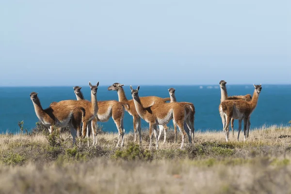 Allevamento Lama Selvatici Patagonici — Foto Stock