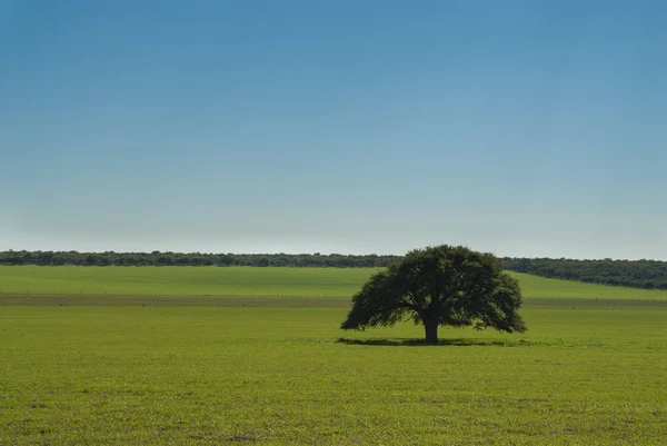 Gramado Verde Com Árvore Céu Azul — Fotografia de Stock