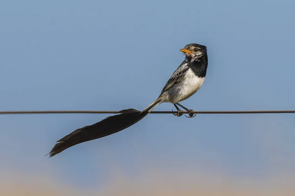 Podivné Tailed Tyran Alectrurus Risora — Stock fotografie