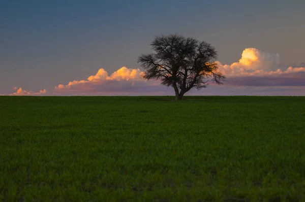 Sylwetka Drzewa Przeciw Błękitne Niebo — Zdjęcie stockowe