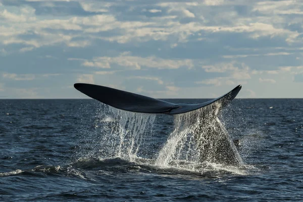 Νότια Δεξιά Φάλαινα Eubalaena Australis — Φωτογραφία Αρχείου
