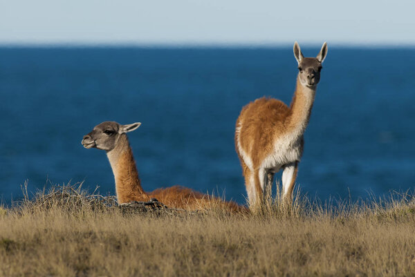 patagonian wild lama breeding