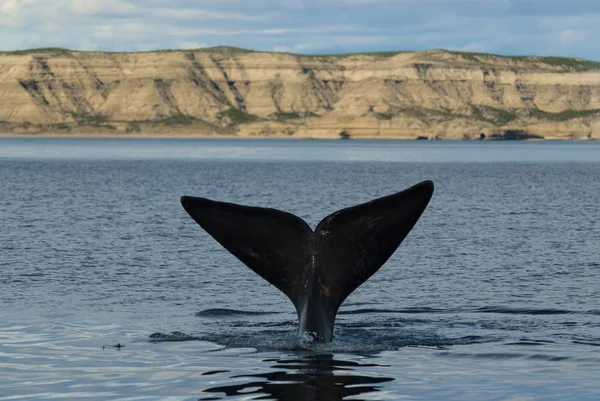 Baleine Noire Sud Eubalaena Australis — Photo