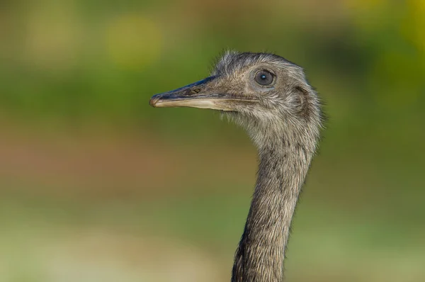 Większy Rhea Rhea Americana Pampa Argentyna — Zdjęcie stockowe