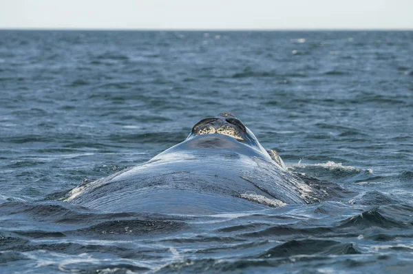 南右クジラ Eubalaena Australis — ストック写真