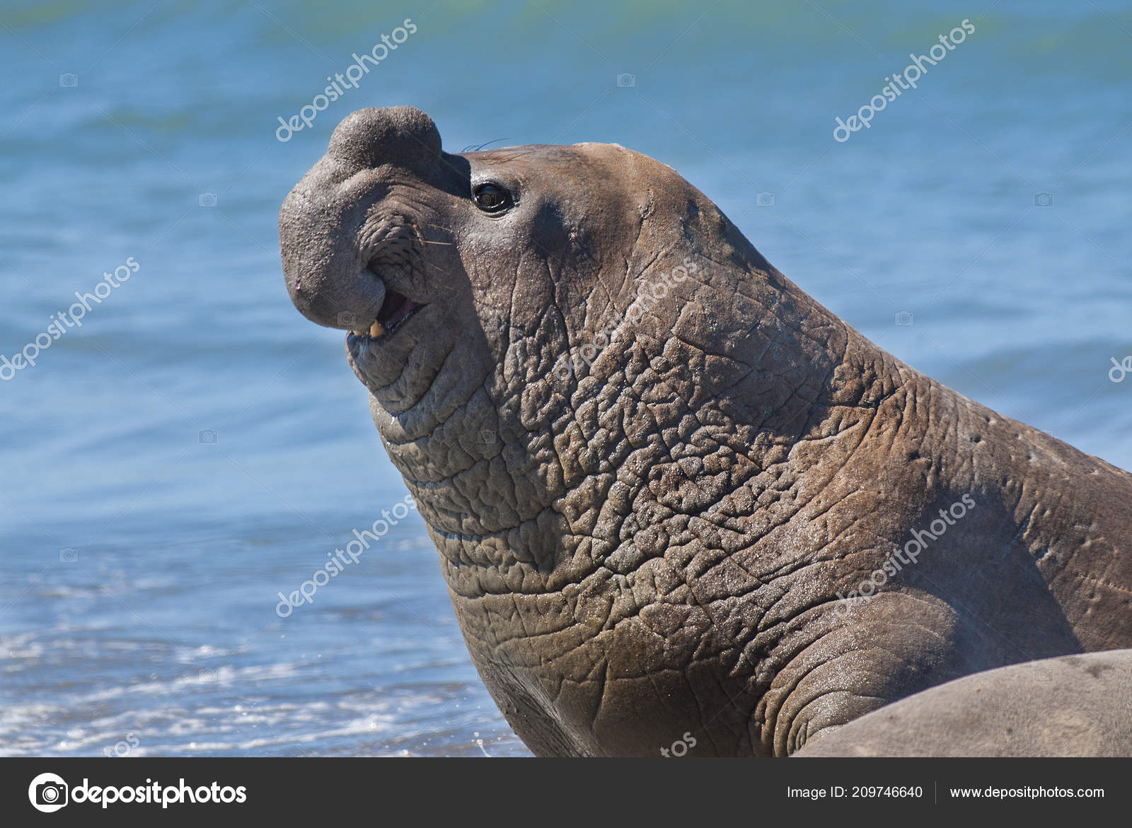 4 118 Elephant Seal Stock Photos Free Royalty Free Elephant Seal Images Depositphotos