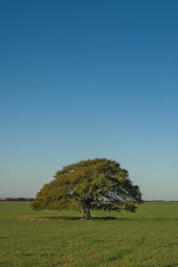 Pampas Peyzajı, La Pampa, Arjantin
