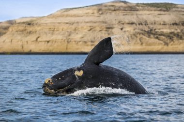 Right Whale, Patagonia , Argentina clipart
