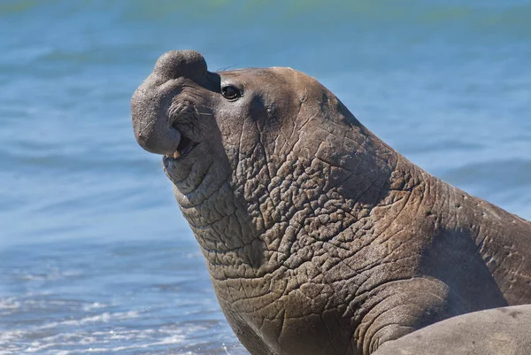 Elefante Marino Patagonia Argentina — Foto de Stock