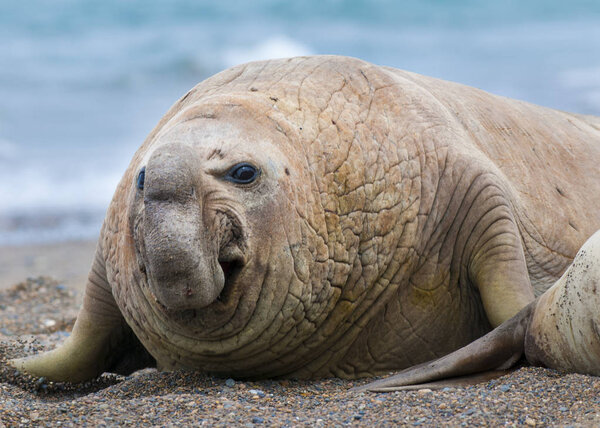 Elephant seal, Patagonia Argentina