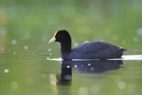 White Winged Coot Fulica Leucoptera Pampa Argentina — Stock Photo, Image