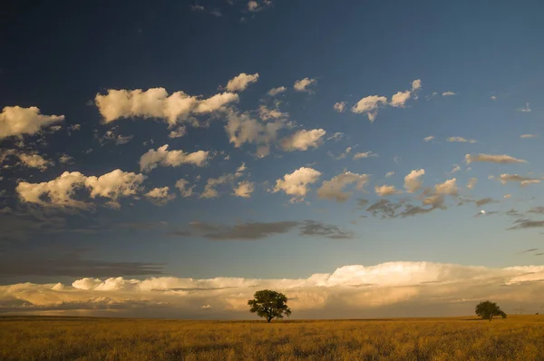 Krajobraz Pampas Pampa Argentyna — Zdjęcie stockowe